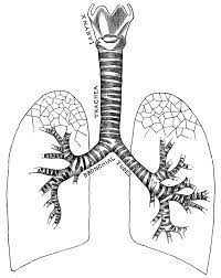 These spring coloring pages are sure to get the kids in the mood for warmer weather. Respiratory System Clipart Etc Human Respiratory System Systems Art Clip Art