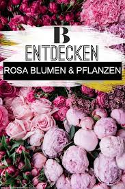 Fur Balkon Und Garten Rosa Blumen Und Pflanzen Von Alpenveilchen Bis Zierlauch Entdecken Sie Bekannte Und Neue Rosa Blumen Rosa Blumen Pflanzen Rosa Garten