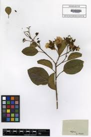 Image result for Cordia grandicalyx