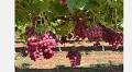 "The Australian seedless grape production season faces significant challenges."