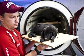 Freeze dry pet preservation creates a lasting memorial and most important, in a more natural state. Freeze Dried Pets Daybreaks Devotions