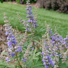 Image result for Vitex madiensis
