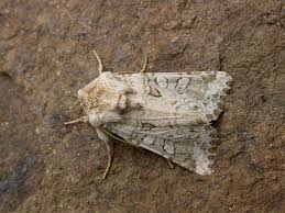 Image result for Hadena irregularis