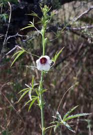 Image result for Hibiscus cannabinus