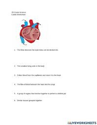 Image result for Cardiovascular Worksheets