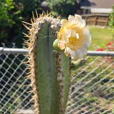 Image result for Streptocarpus arcuatus
