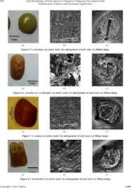 Image result for Indigofera subulata