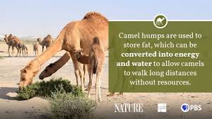 , we learned that humans can last only three to five days without any water in temperate conditions. Camel Fact Sheet Blog Nature Pbs