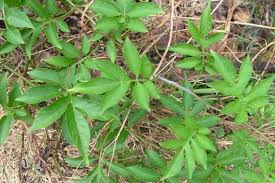 In jamaica, mountain sweet cup; Brazilian Nightshade Weed Identification Brisbane City Council