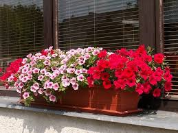 Image result for foto surfínie