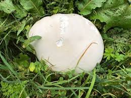 Riesenbovist – Mit Freude selber machen