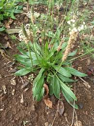Image result for Plantago