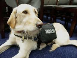 But what about a service cat? Us Service Animals Ptsd Service Dog Tasks How They Help You
