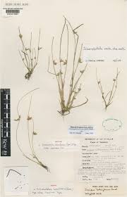 Image result for Schoenoplectus erectus