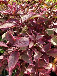 Prized for its brightly colored foliage, alternanthera dentata (joseph's coat) is a tender evergreen perennial, often grown as an annual, boasting rich purple to burgundy leaves. Brazilian Red Hots Alternanthera Joseph S Coat Parrot Leaf Cut Flowers Almost Eden
