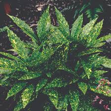 Image result for Aucuba