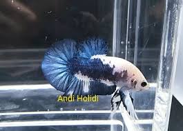 Looking for this type on the market is easy, many betta breeders breed this type make this type easy to find. Marble Betta Fish For Sale Center Of Betta Fish For Sale