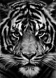 Epingle Par Violettepasquier Sur Animaux Visage De Tigre Dessin Tigre Art Tigre