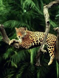 Jaguar Wilde Dieren Wilde Dieren Dieren Dieren Mooi