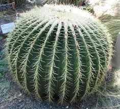 Such a plant would not last long in an arid habitat filled with thirsty animals. Why Do Cactus Plants Have Thorns Quora
