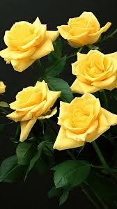 Roses Flowers Flower Yellow With Images Beautiful Flowers Wallpapers Flowers Rose