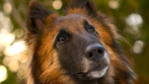 The belgian tervuren requires daily brushing and combing to prevent tangles and mats. 5 Things To Know About Belgian Tervurens