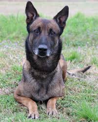 K9 Jake Animal Heros Fallen Police Officer Fallen Heroes