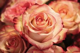 Check spelling or type a new query. Rose Flower Petal Romance Wedding Affection Floral Love Rose Wallpaper Pikist