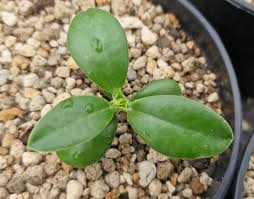 Image result for Euphorbia platyrrhiza