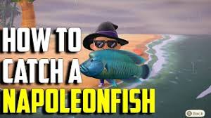 Catching these will help you complete both the critterpedia and the various exhibits in the museum. How To Catch A Napoleonfish Napoleonfish Acnh Napoleonfish Animal Crossing New Horizons Youtube
