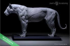 * if you want to approach creature anatomy as a 3d modeler. Lion Anatomy Model 1 6th Scale Flesh Superficial Muscle Jun S Anatomy