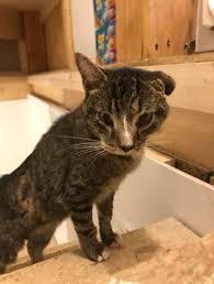 People interested in bobcat attack human also searched for. A Bobcat Attacked This Sweet Little House Cat And Somehow He Lived To Tell The Tale Gallery