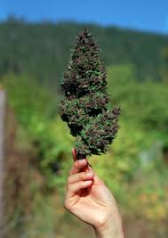 • do you like to draw? Does Smoking Pot Make You More Creative Artsy