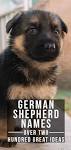German Shepherd Dog Puppies for Sale - Adoptapet