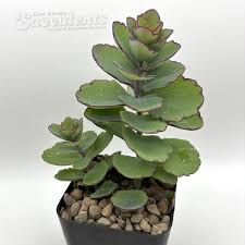 Image result for Alchornea laxiflora