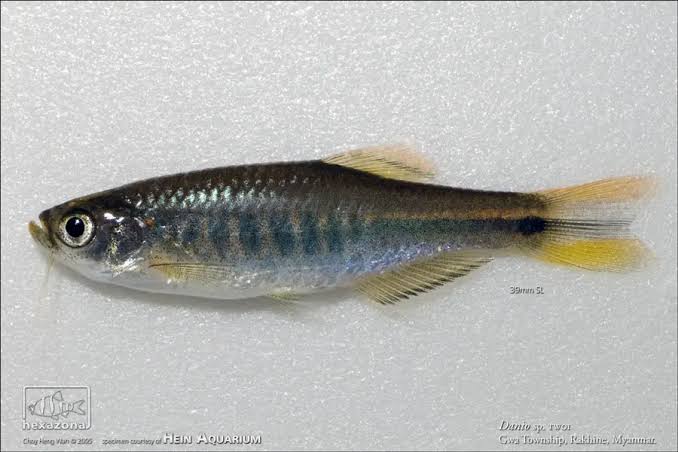 Brachydanio sp. 'TW01' – Black-barred 'Danio' (Danio sp. TW01) — Seriously Fish