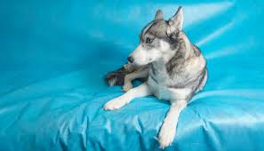 Husky for sale in pakistan. Husky Price In India Updated 2020 List