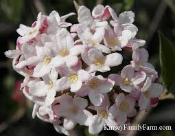 Fragrant viburnum, farrer viburnum photo: Viburnums Shrubs For Sale Ga Garden Center Kinsey Family Farm