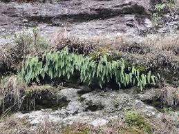 Image result for Pycreus cuanzensis