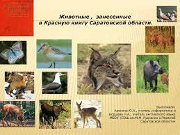 Calaméo - Животные, занесённые в красную книгу Саратовской области