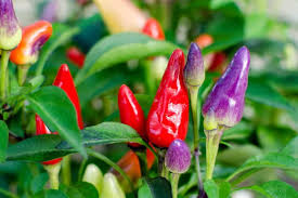 This heirloom is from bolivia and has been grown there for centuries. Bolivian Rainbow Pepper A Cascade Of Color Pepperscale