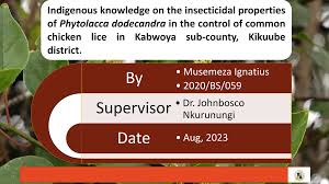 Image result for Phytolacca dodecandra