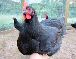 Check spelling or type a new query. Guide To Chicken Breeds Blain S Farm Fleet Blog