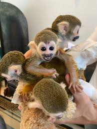 The pygmy marmoset (also known as the finger monkey). Marmoset Monkeys For Sale Poggi S Animal Housepoggis Animal House