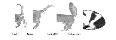 Magical, meaningful items you can't find anywhere else. Behavior Tips Feline Body Language Arizona Humane Society