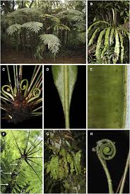 Image result for Elaphoglossum aubertii