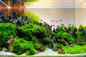 If you were like me starting out, dreaming of setting up my own personal aquascape, you didn't know where to start or what you needed to know. 11 Jenis Tanaman Aquascape Untuk Mempercantik Akuarium