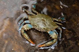 Image result for Crabbea nana