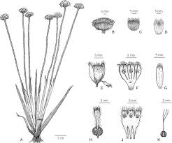 Image result for Mesanthemum africanum