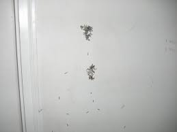 Alibaba.com offers 2,173 termite pest control products. Aa Rid All Termite Pest Co 732 State St Y Bowling Green Ky Pest Control Supplies Equipment Mapquest